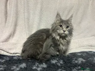 Maine Coon cats TICA Registered Maine Coon Kittens. READY NOW - Advert 3