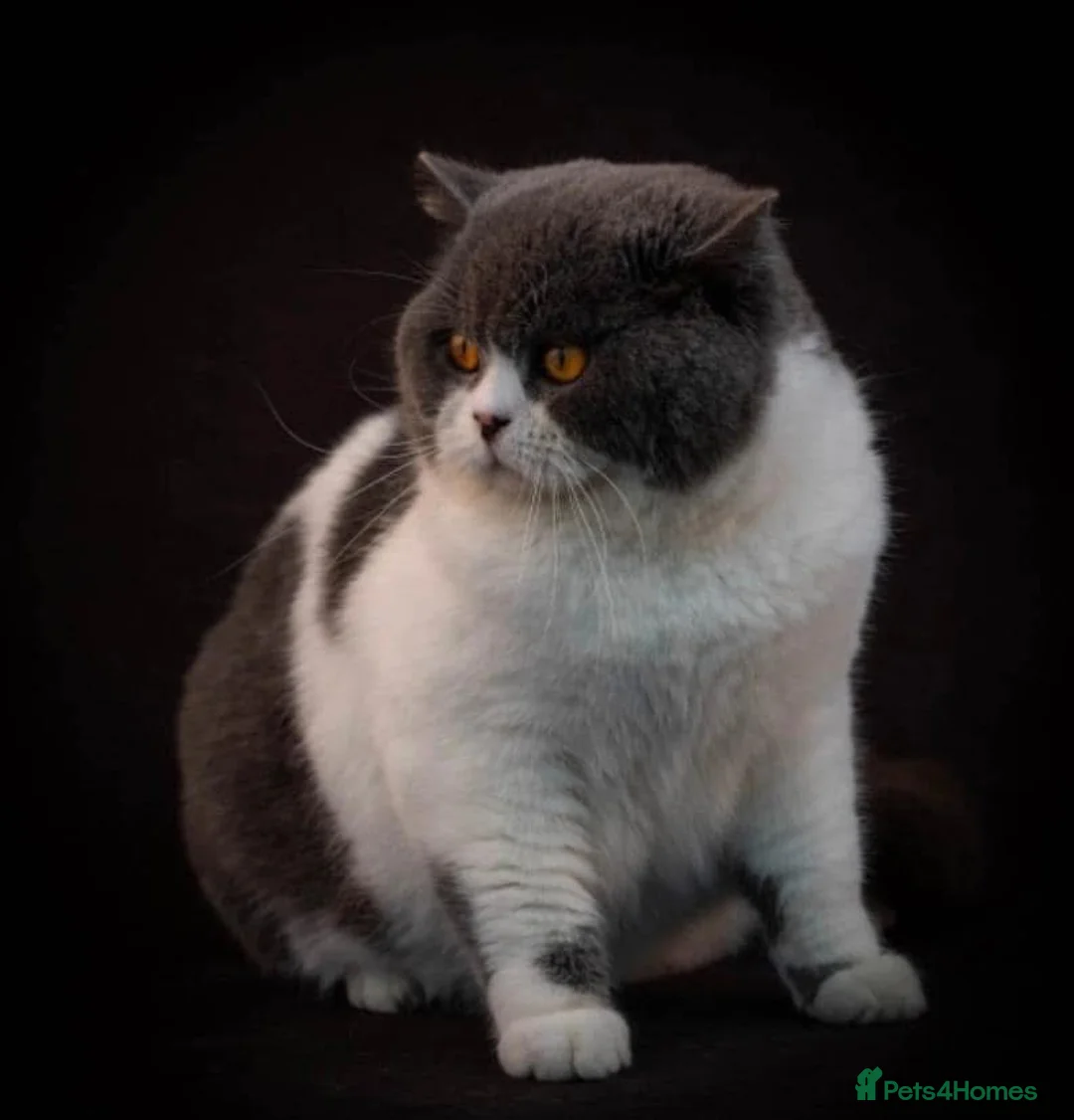British Shorthair cats for stud: RW SGC MAKDISSY APOLLO (Blue & White Stud  in Stoke-on-Trent - Advert 4