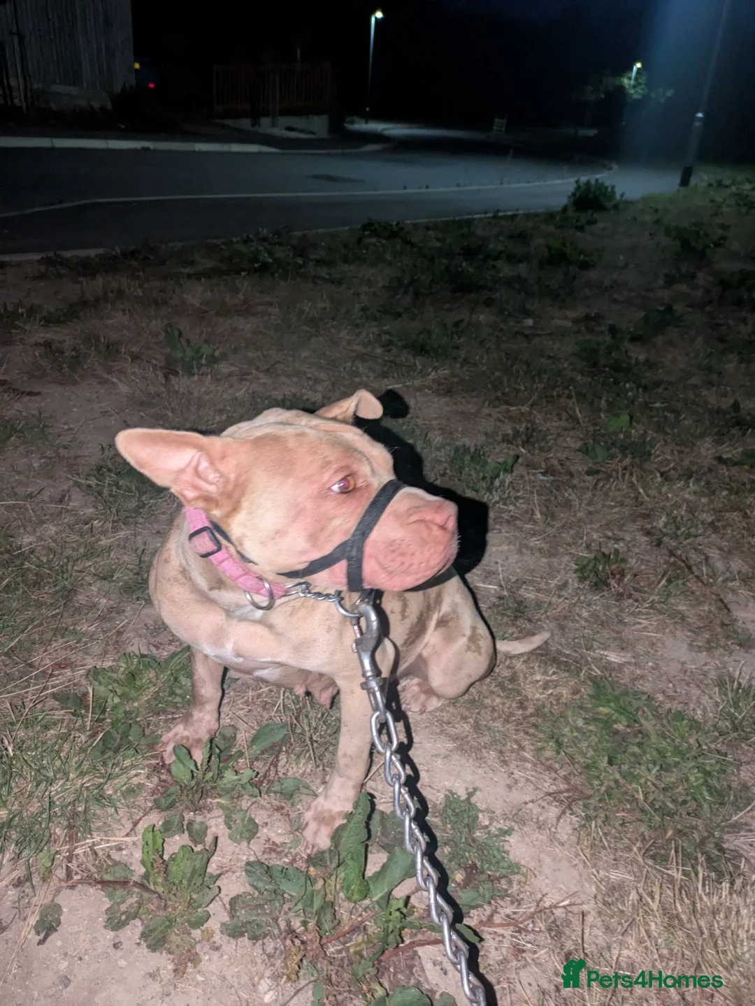 Mixed Breed dogs for sale: 2 year old female called sheba - Advert 2