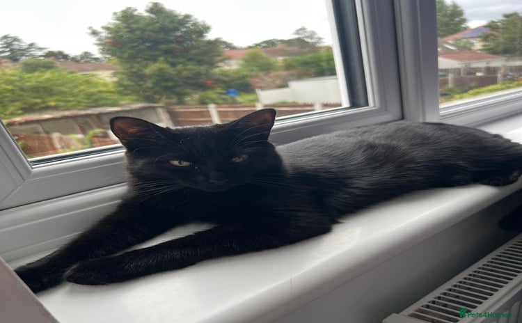 British Shorthair cats in Thornton Heath - Advert 11