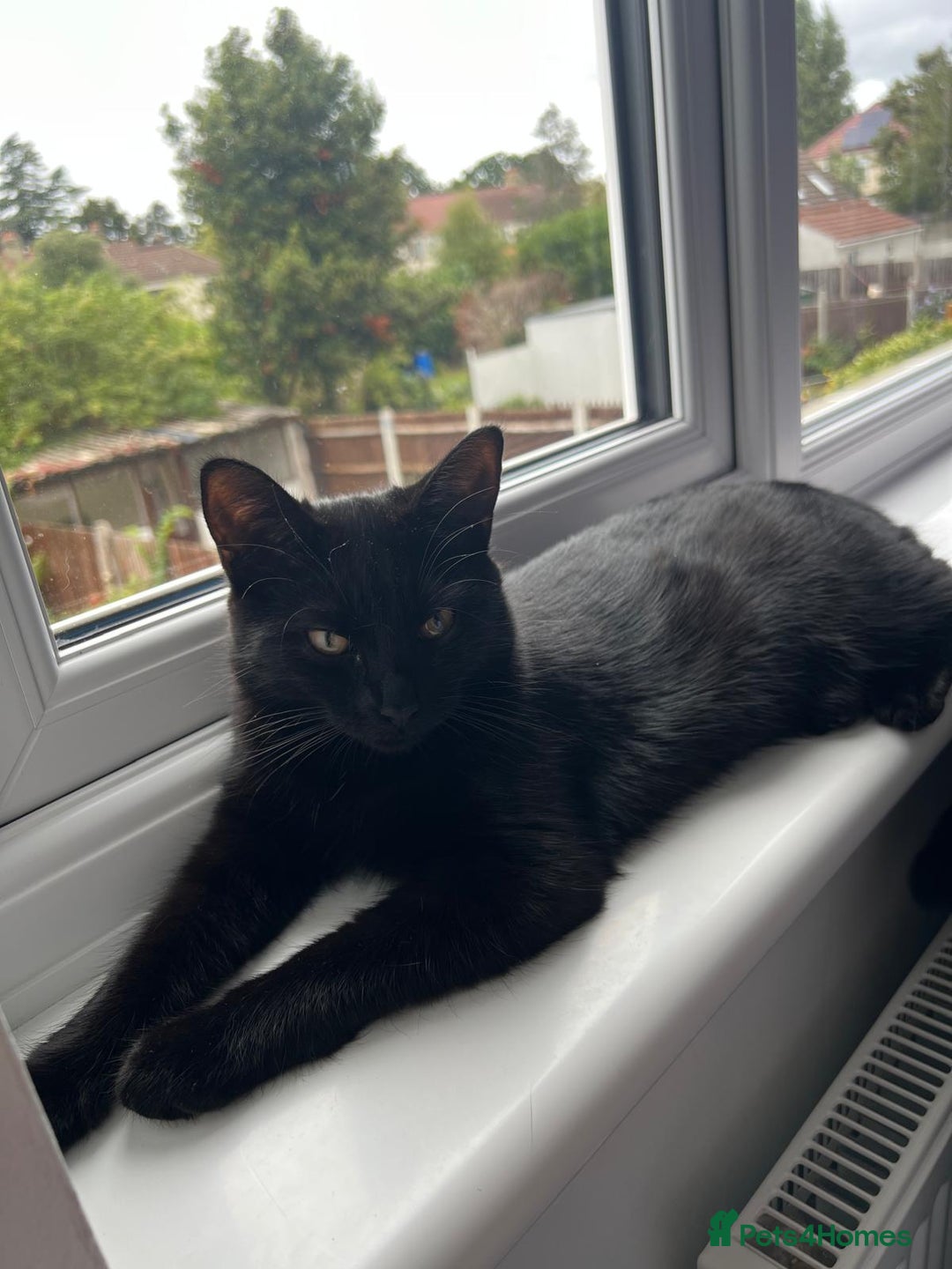 British Shorthair cats for sale: Kitten ready to find new home in Thornton Heath - Image 1