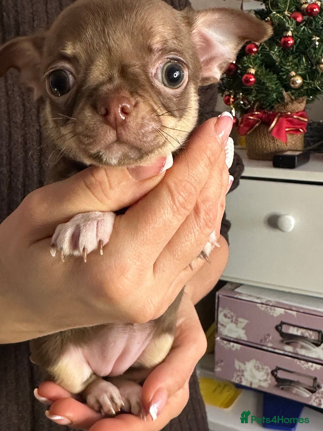 Chihuahua dogs for sale: Chihuahua puppies  - Advert 7