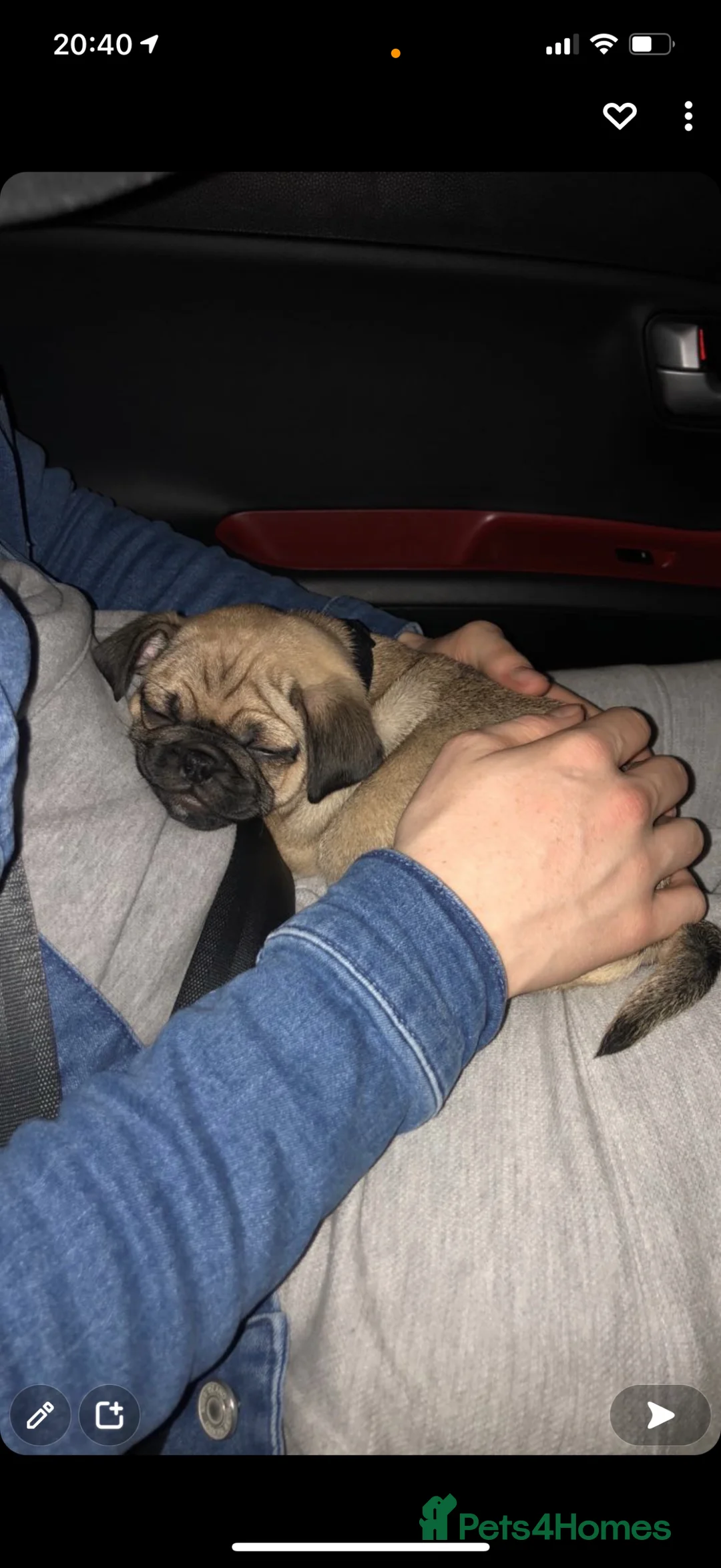 Pug dogs for sale: 🐾 Loving Home Needed for Minnie 🐾 - Advert 7
