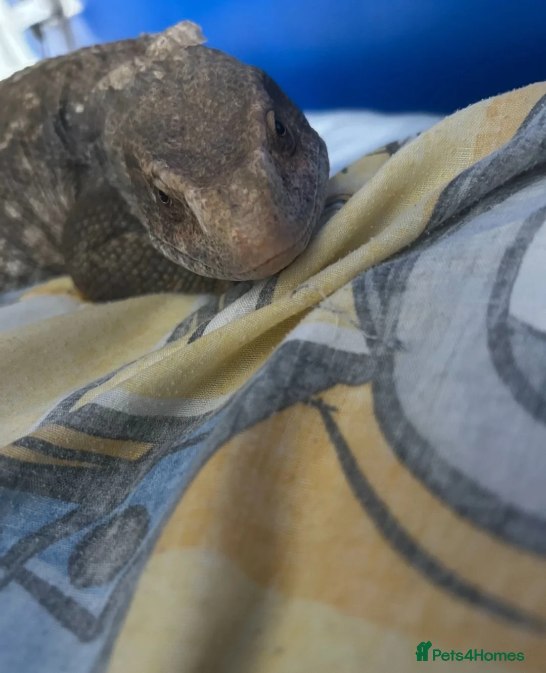 Monitor reptiles for sale: Bosc monitor  in Basildon - Advert 1