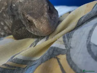 Monitor reptiles Bosc monitor - Advert 1