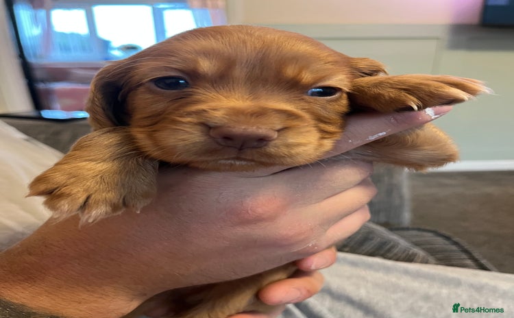 Cocker Spaniel dogs - Advert 1