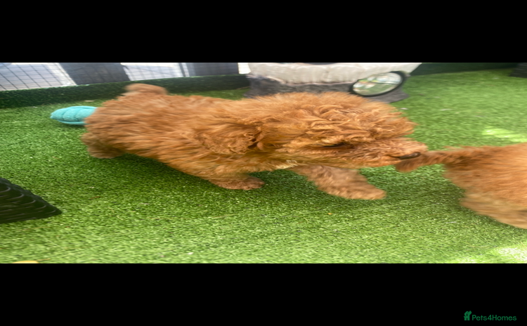 Poodle dogs - Advert 1