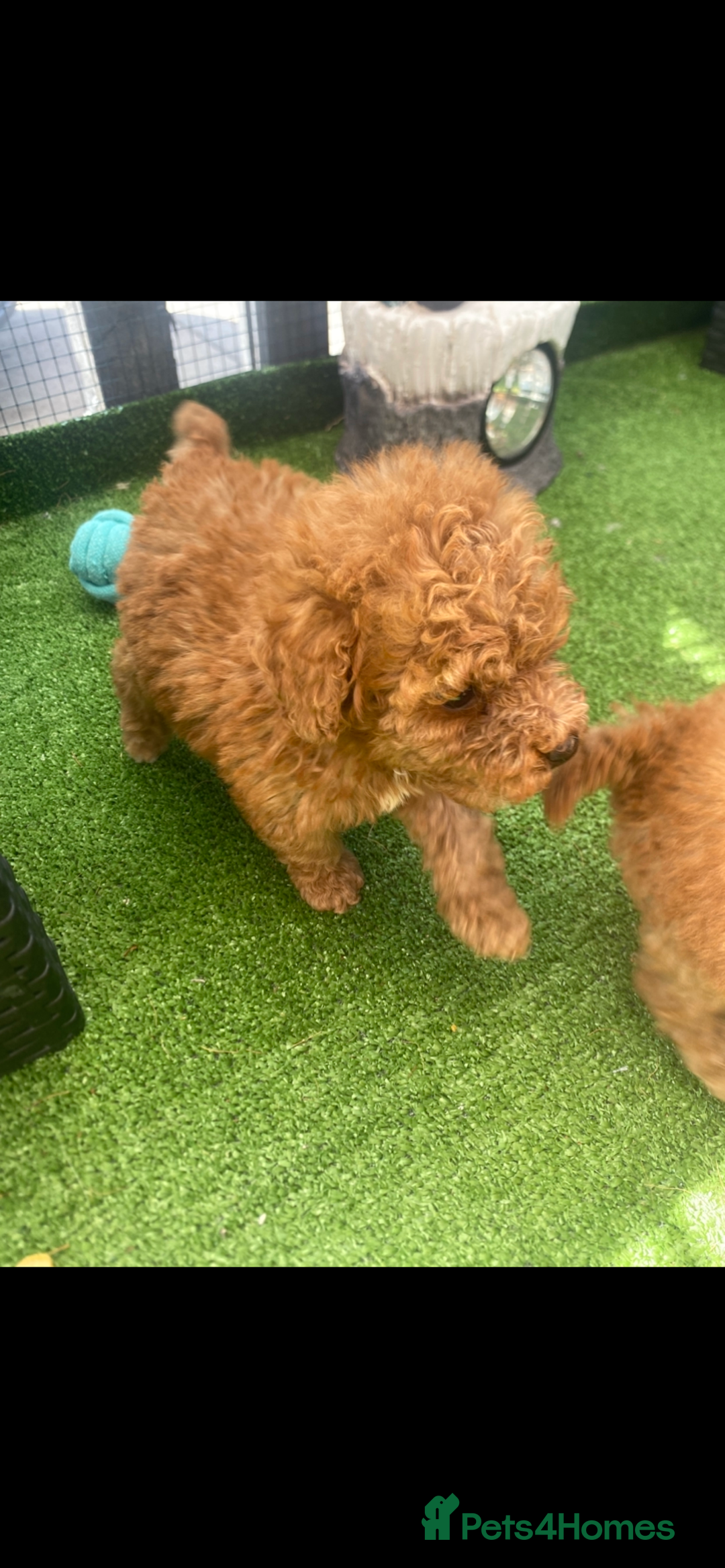 Poodle dogs for sale: Toy poodle puppies for sale  - Image 1