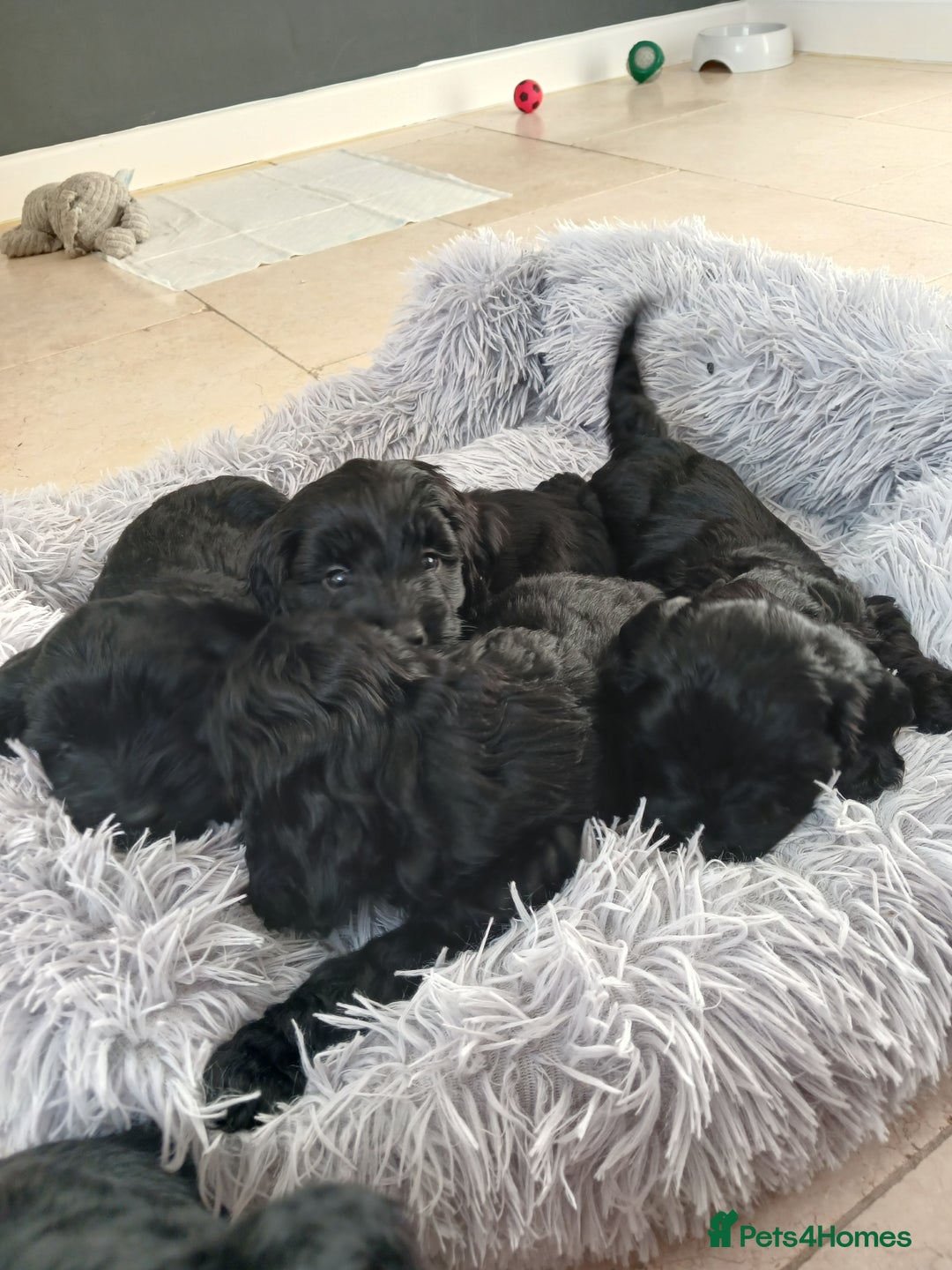 Cockapoo dogs for sale: Toy Cockapoo Puppies Looking for Loving Homes - Advert 21