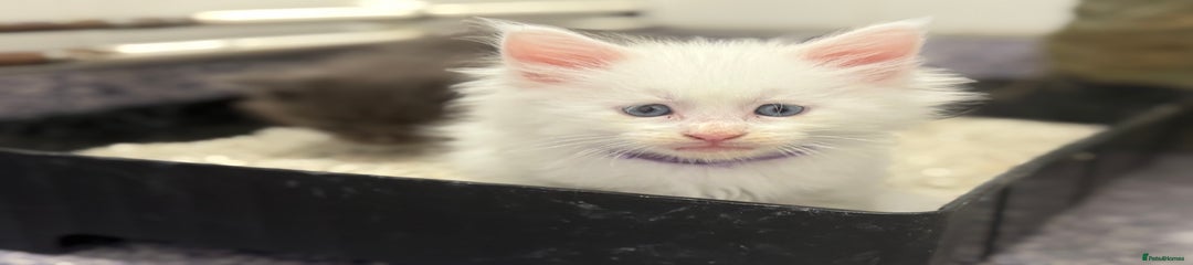Purple collar 