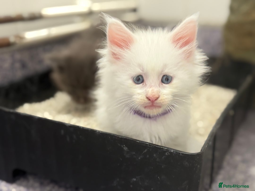 Maine Coon cats for sale: Mainecoon pure kittens  - Image 2