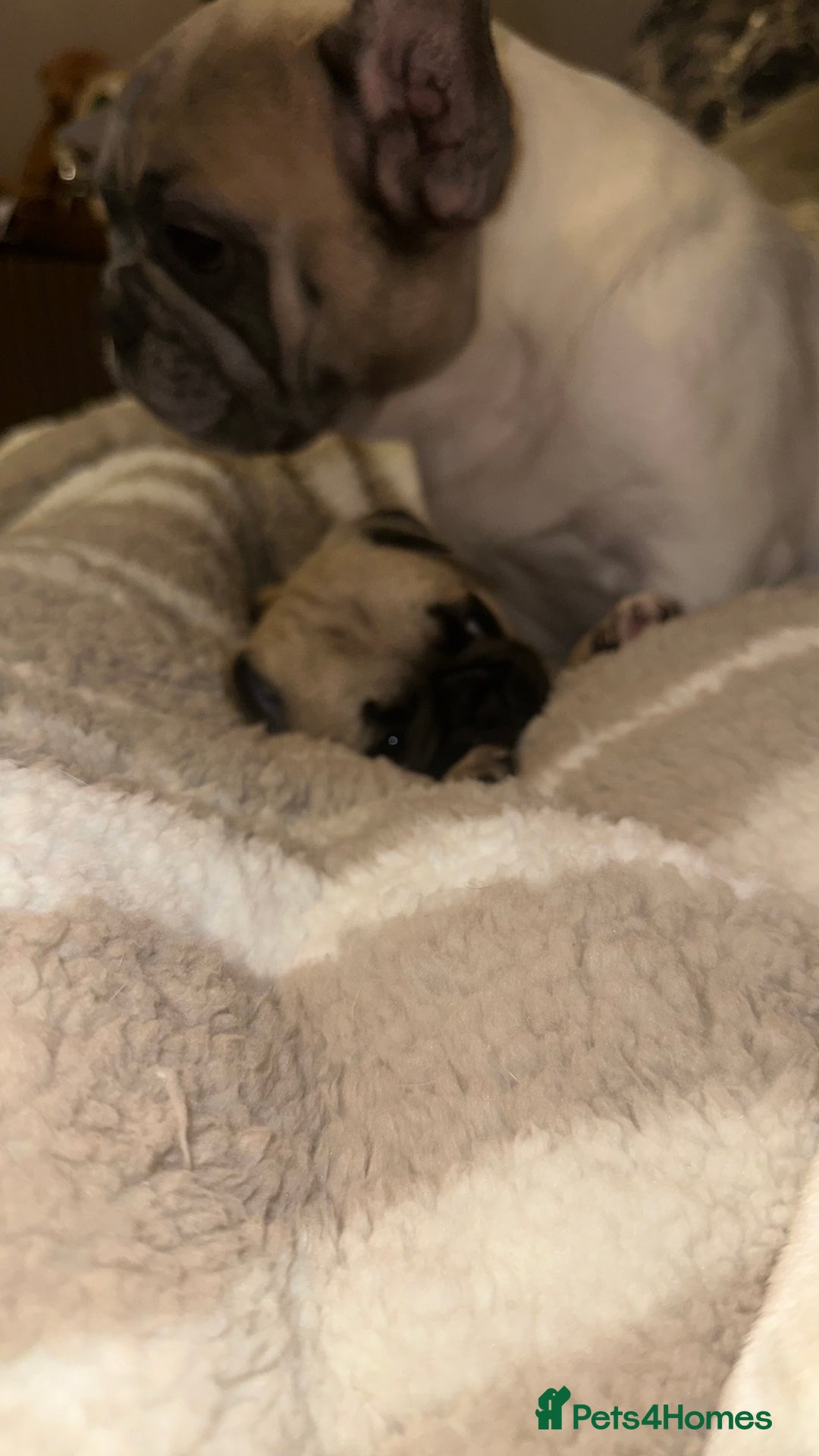 Frug dogs for sale: Female Frugs looking for forever home - Advert 9