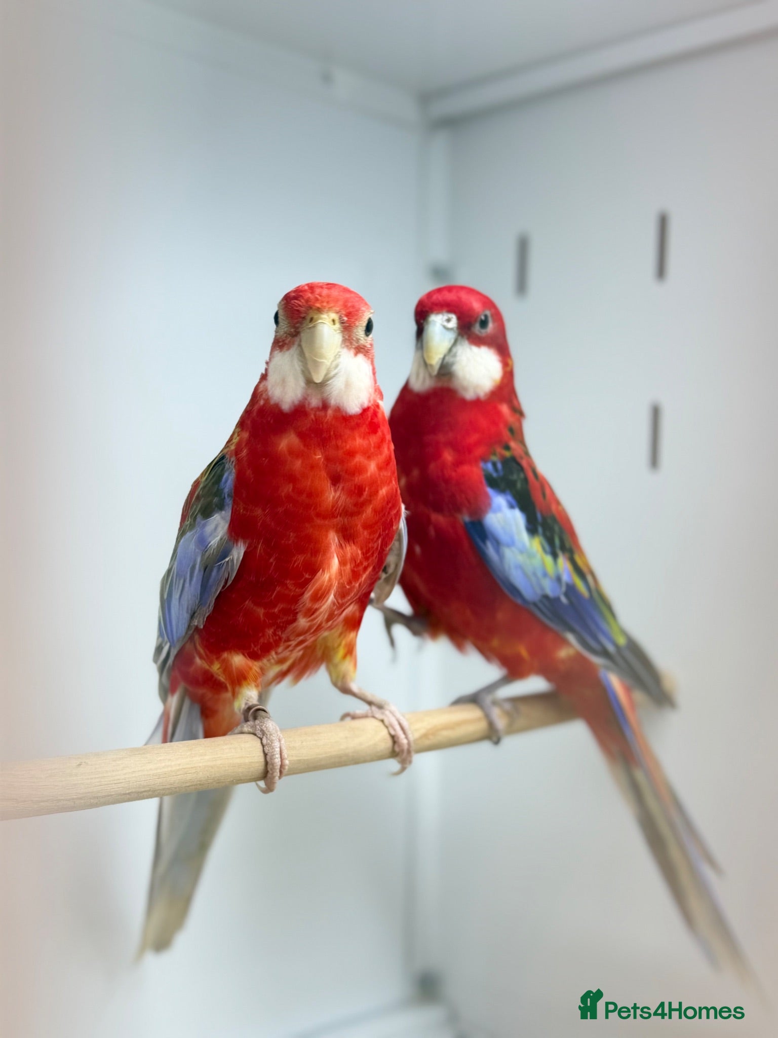 Parakeets birds Rosella  - Advert 10
