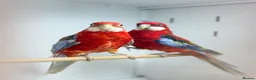 Parakeets birds for sale: Rosella  - Advert 1