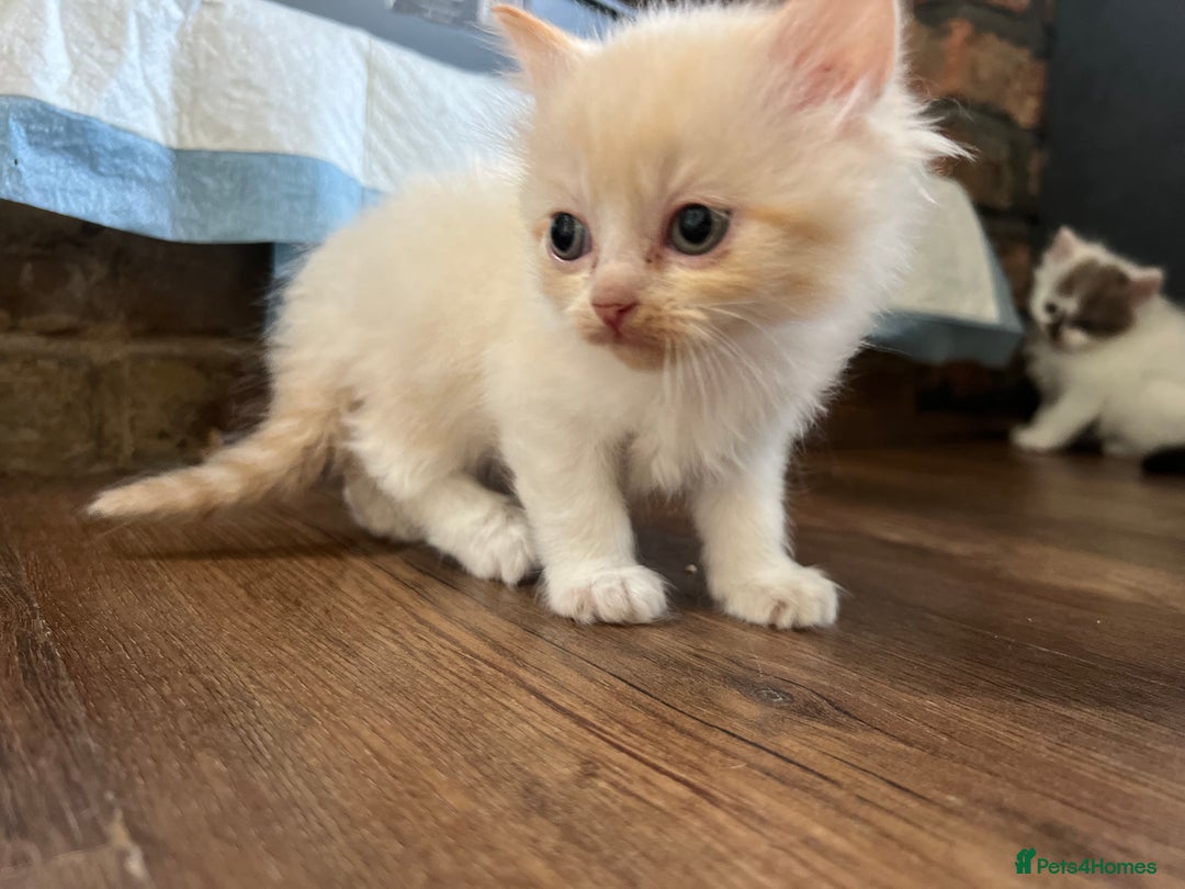 Mixed Breed cats for sale: Beautiful fluffy kittens  - Image 10