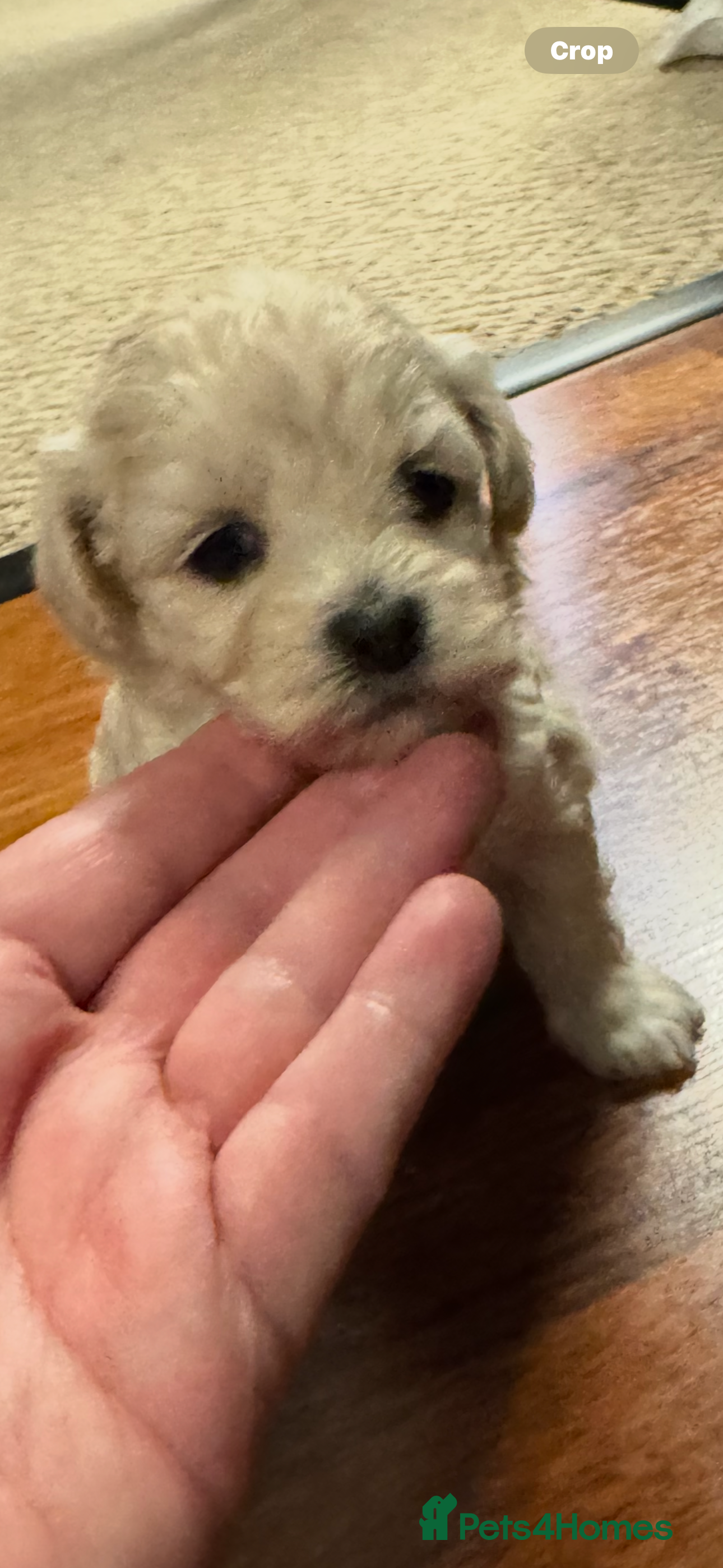 Maltipoo dogs Teddy bear maltipoo puppies  - Advert 1