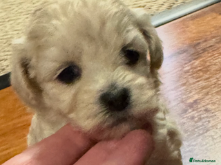 Maltipoo dogs Teddy bear maltipoo puppies - Advert 5