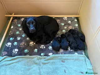 Cocker Spaniel dogs Beautiful Working Cocker Spaniel bitch - Advert 1