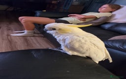 Cockatoo birds for sale: Cockatoo, male, 4 years old - Image 2