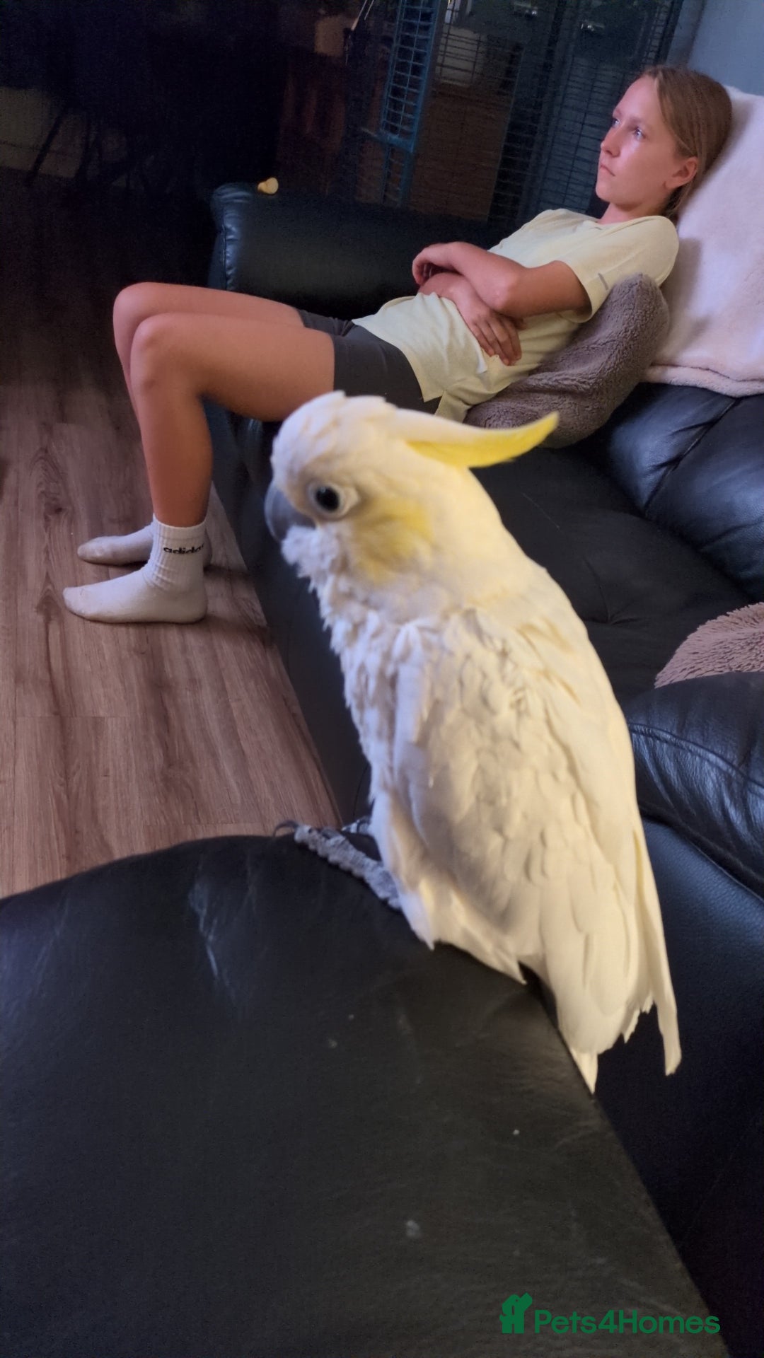 Cockatoo birds for sale: Cockatoo, male, 4 years old - Image 2
