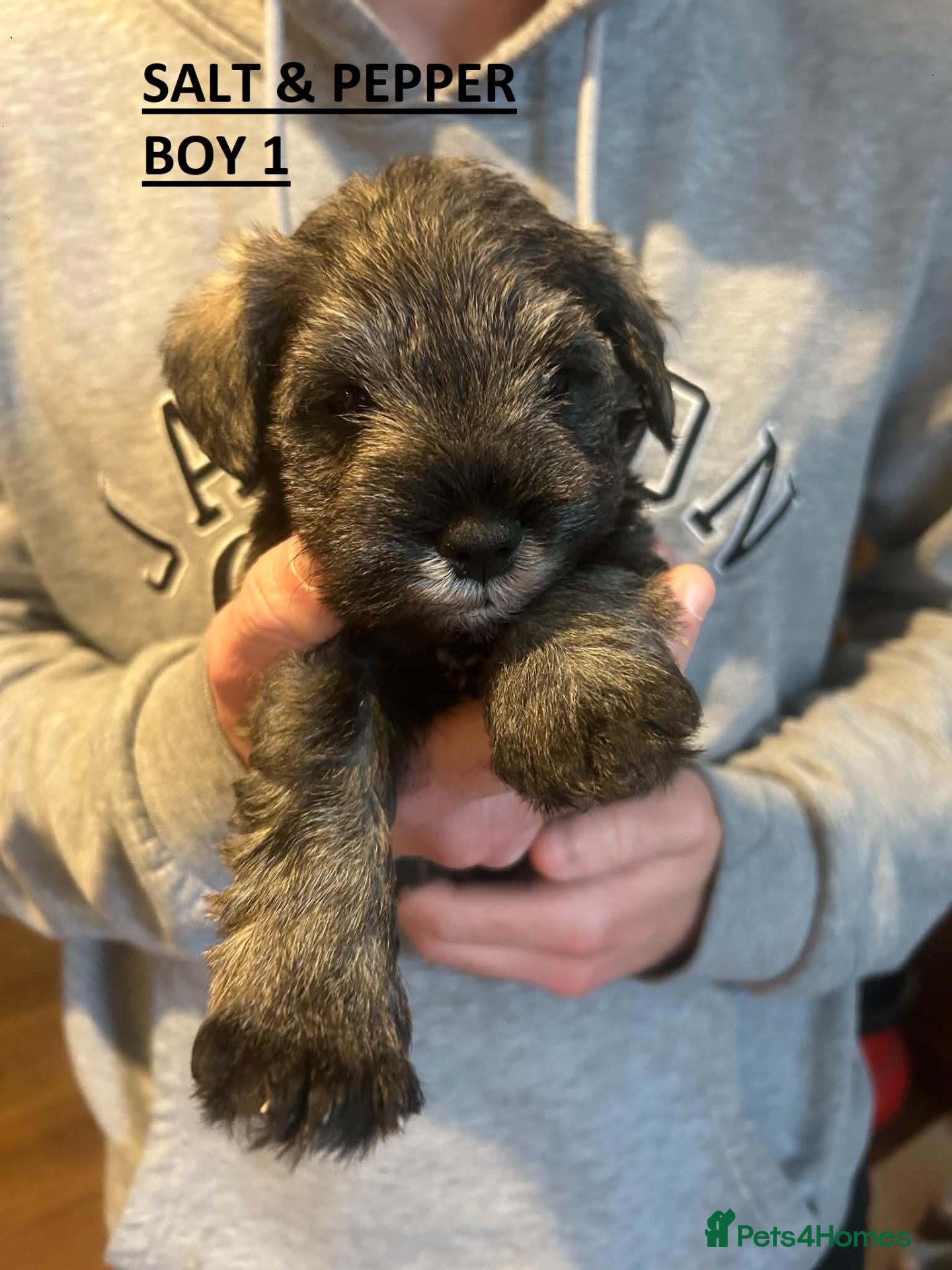 Miniature Schnauzer dogs 4 Beautiful KC Registered Puppies – 1 Girl, 3 Boys - Advert 12