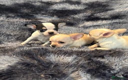 Chihuahua dogs for sale: Chihuahua puppy’s  - Image 21