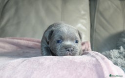 Staffordshire Bull Terrier dogs for sale: KC Reg Staff Pups Blue/Black, Champion Blood Lines - Image 4