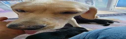 Mixed Breed dogs for sale: 5 gorgeous little puppies  - Advert 1