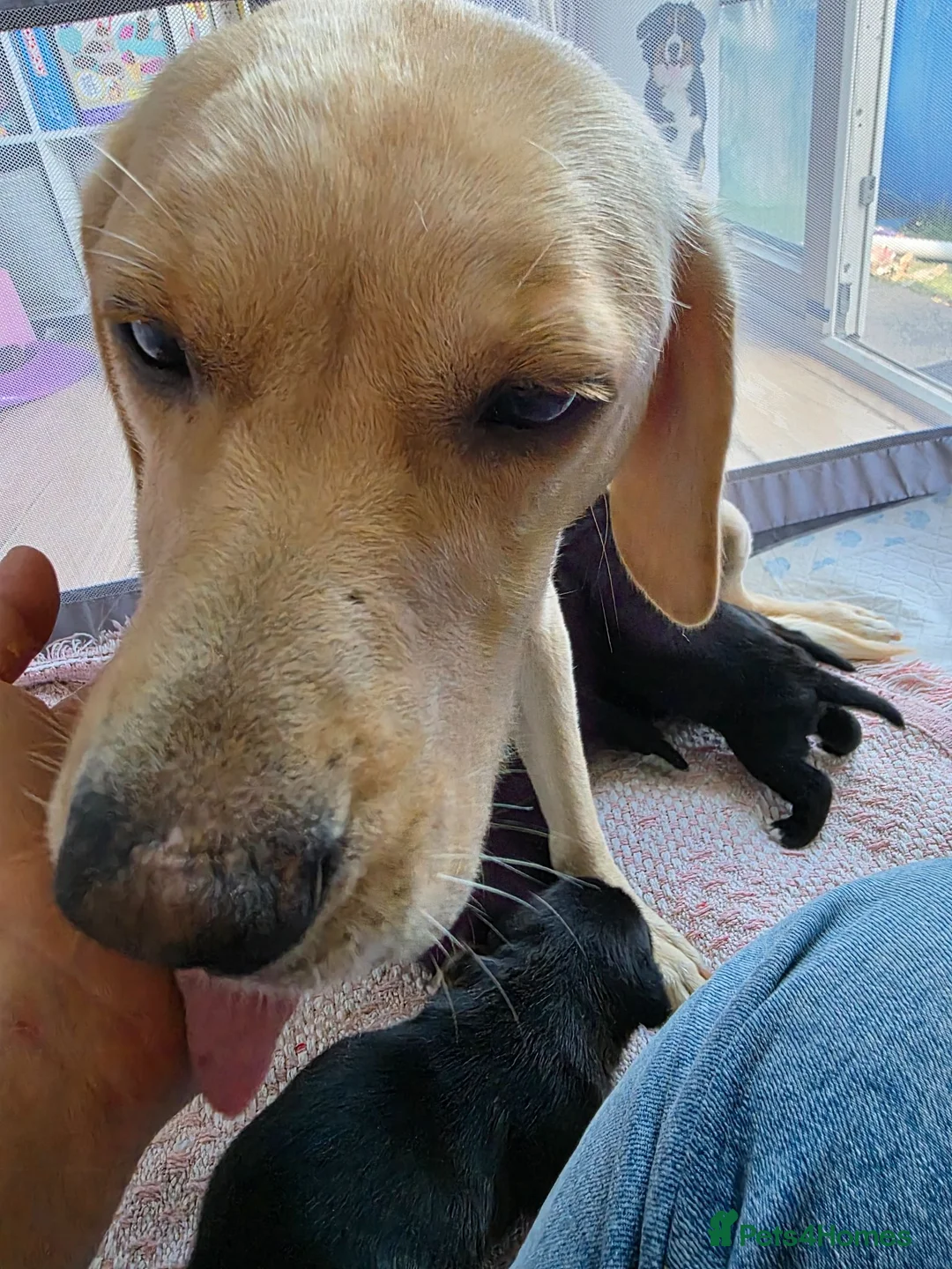 Mixed Breed dogs for sale: 5 gorgeous little puppies  - Advert 1