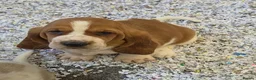 Basset Hound dogs for sale: KC BASSET HOUND PUPPIES FROM HEALTH SCORED PARENTS - Advert 32