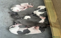 Whippet dogs for sale: ⭐️ KC Whippet pups blue and white. ⭐️ - Image 2