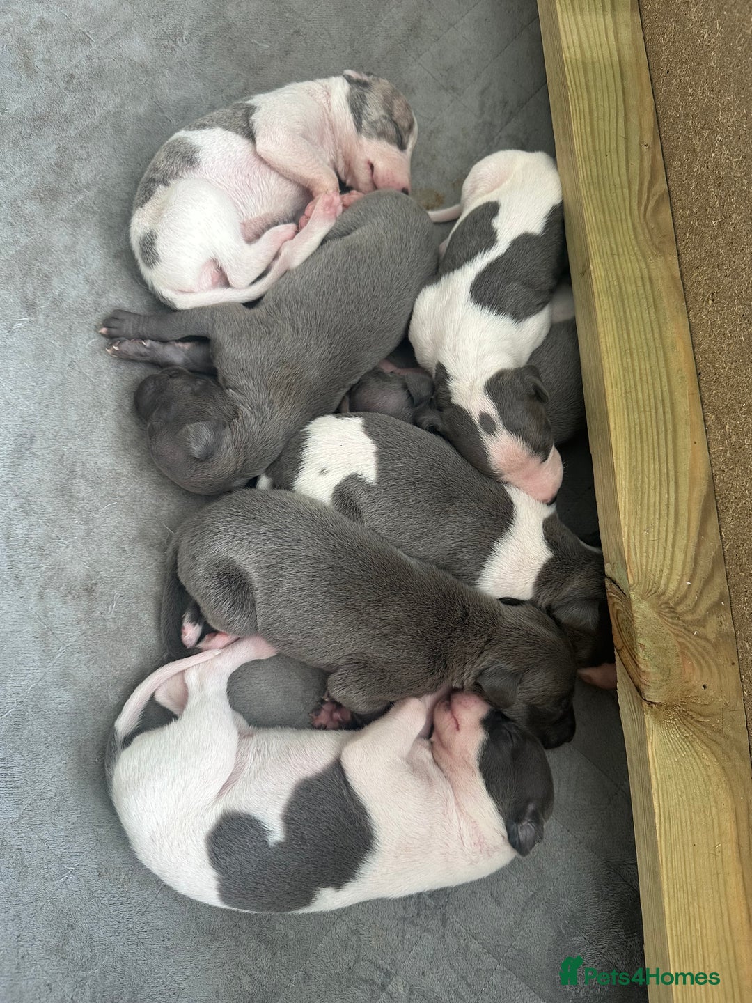 Whippet dogs for sale: ⭐️ KC Whippet pups blue and white. ⭐️ - Image 2