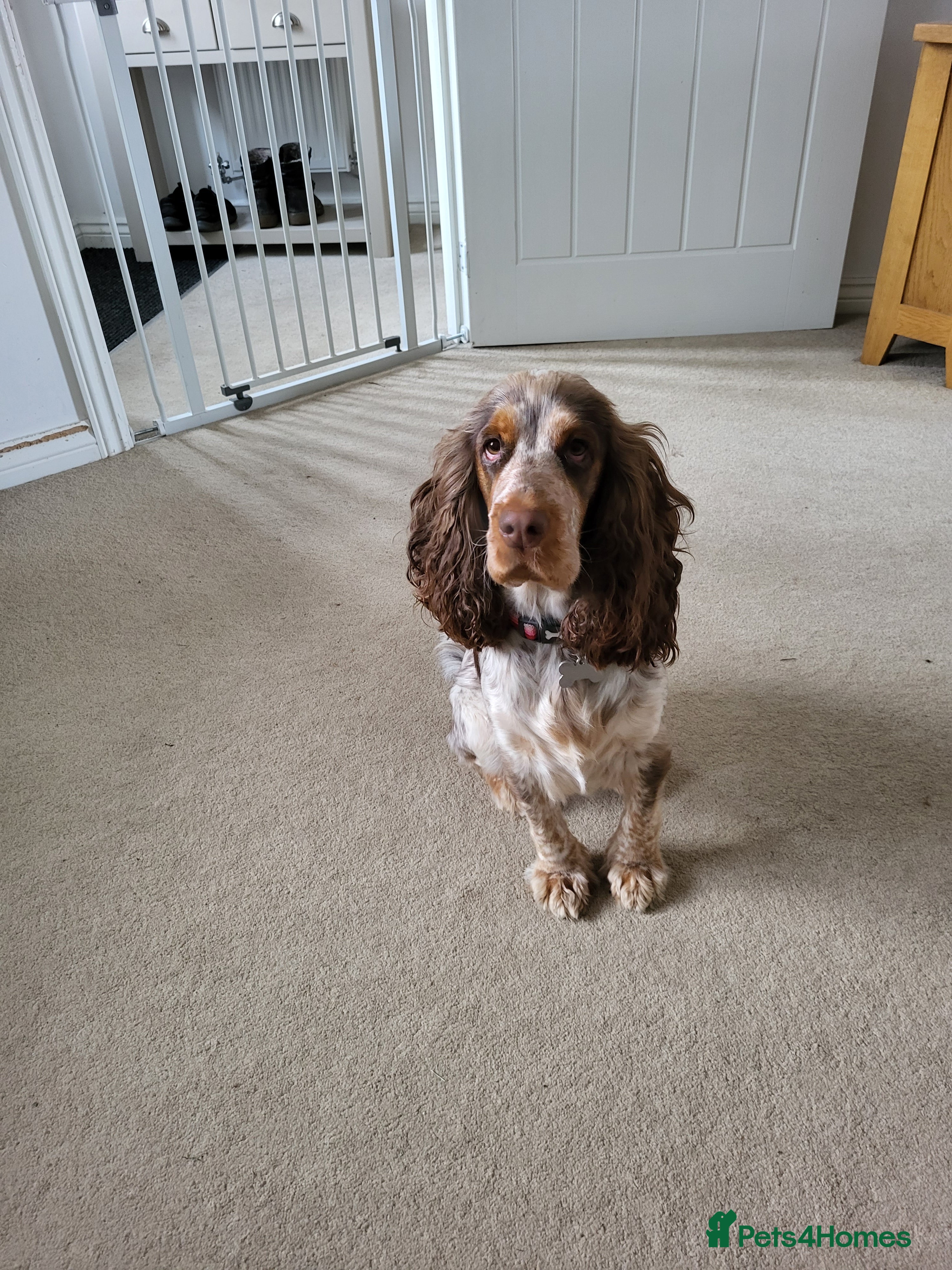 Cocker Spaniel dogs Beautiful well bred Cocker Spaniels - Advert 18