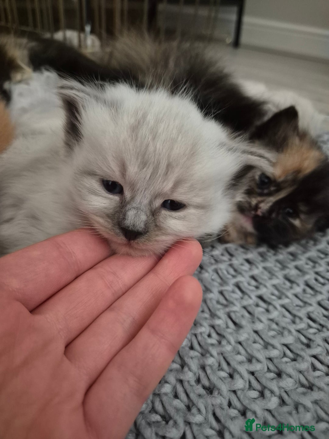 Mixed Breed cats for sale: Ragdoll × Siberian Neva Masquerade Kittens - Image 8
