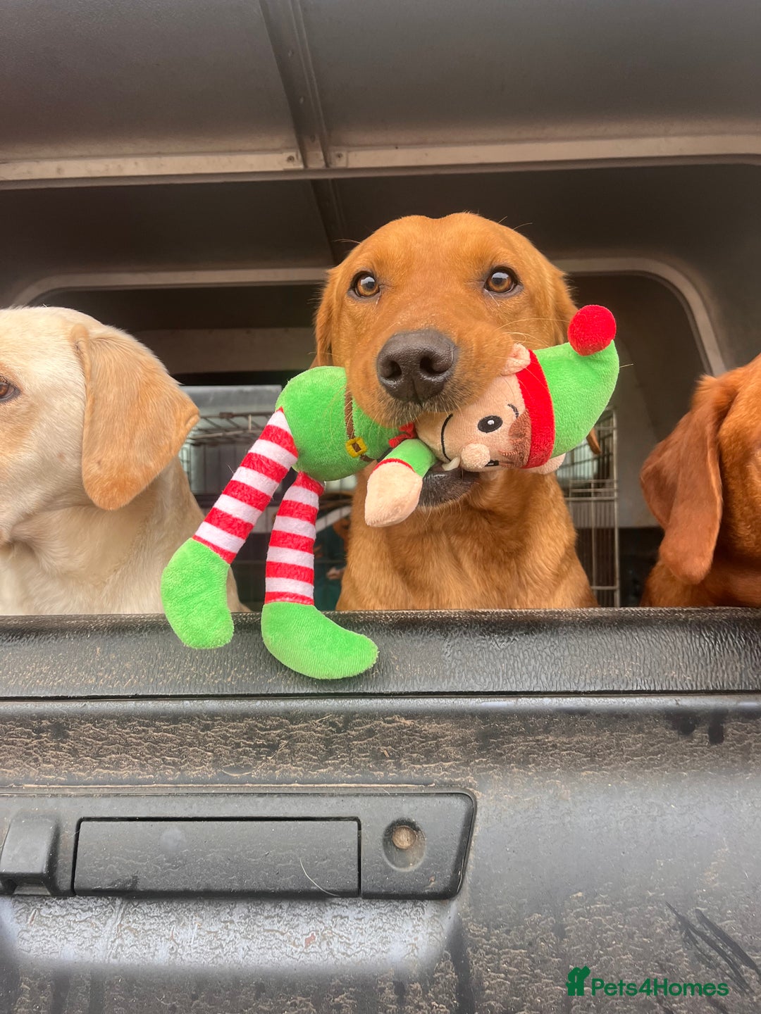 Labrador Retriever dogs for sale: Ready now!! Amazing red fox Labrador puppies  - Image 12
