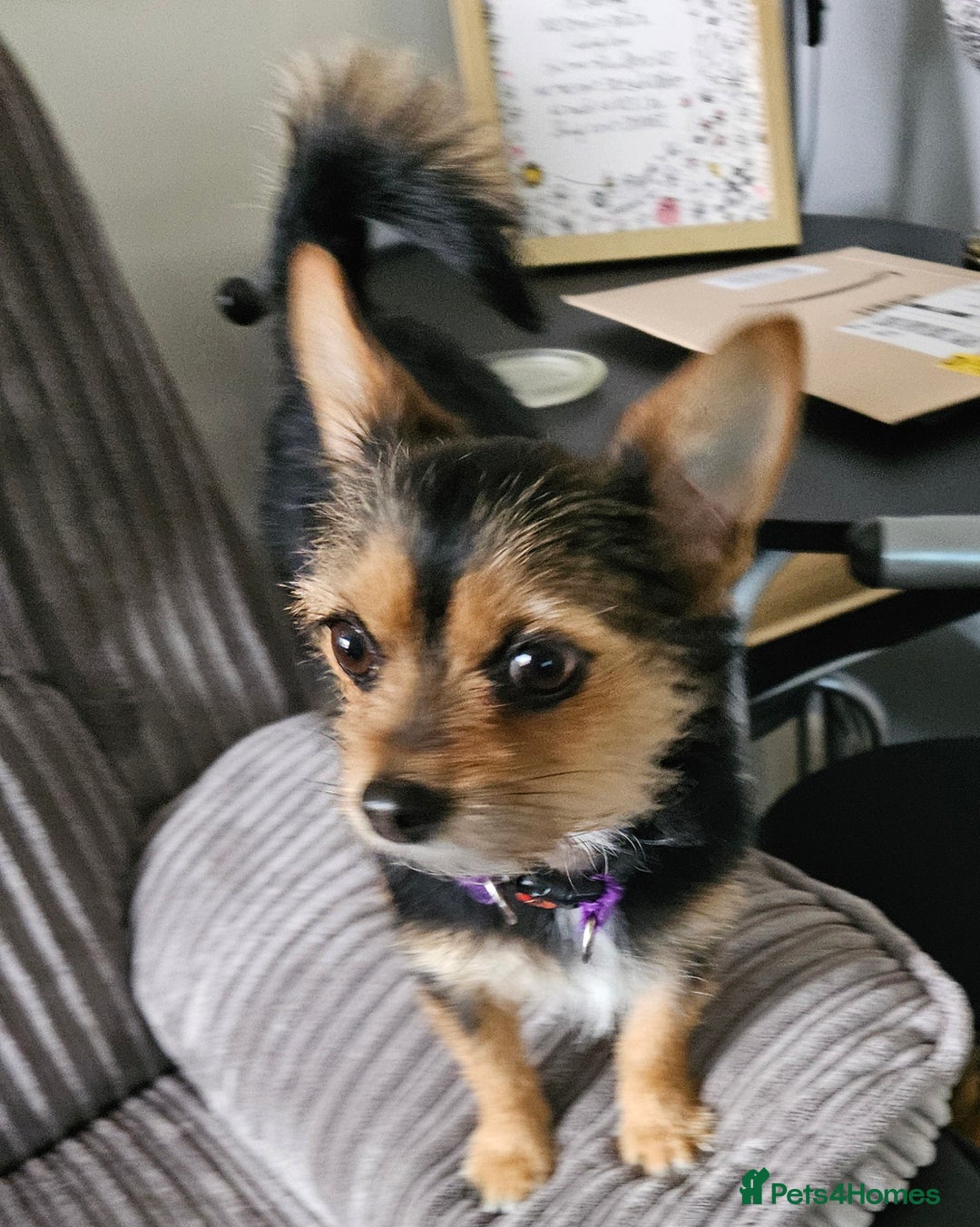 Chorkie dogs for sale: Tammy - Advert 2