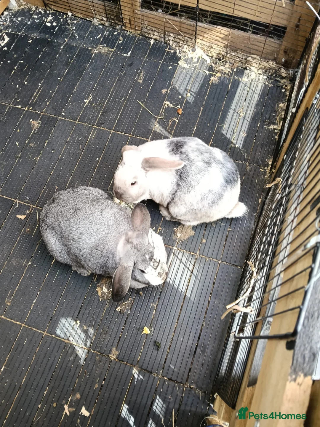 French Lop rabbits for sale: 2 beautiful friendly french lop bunnys in Chester - Advert 19