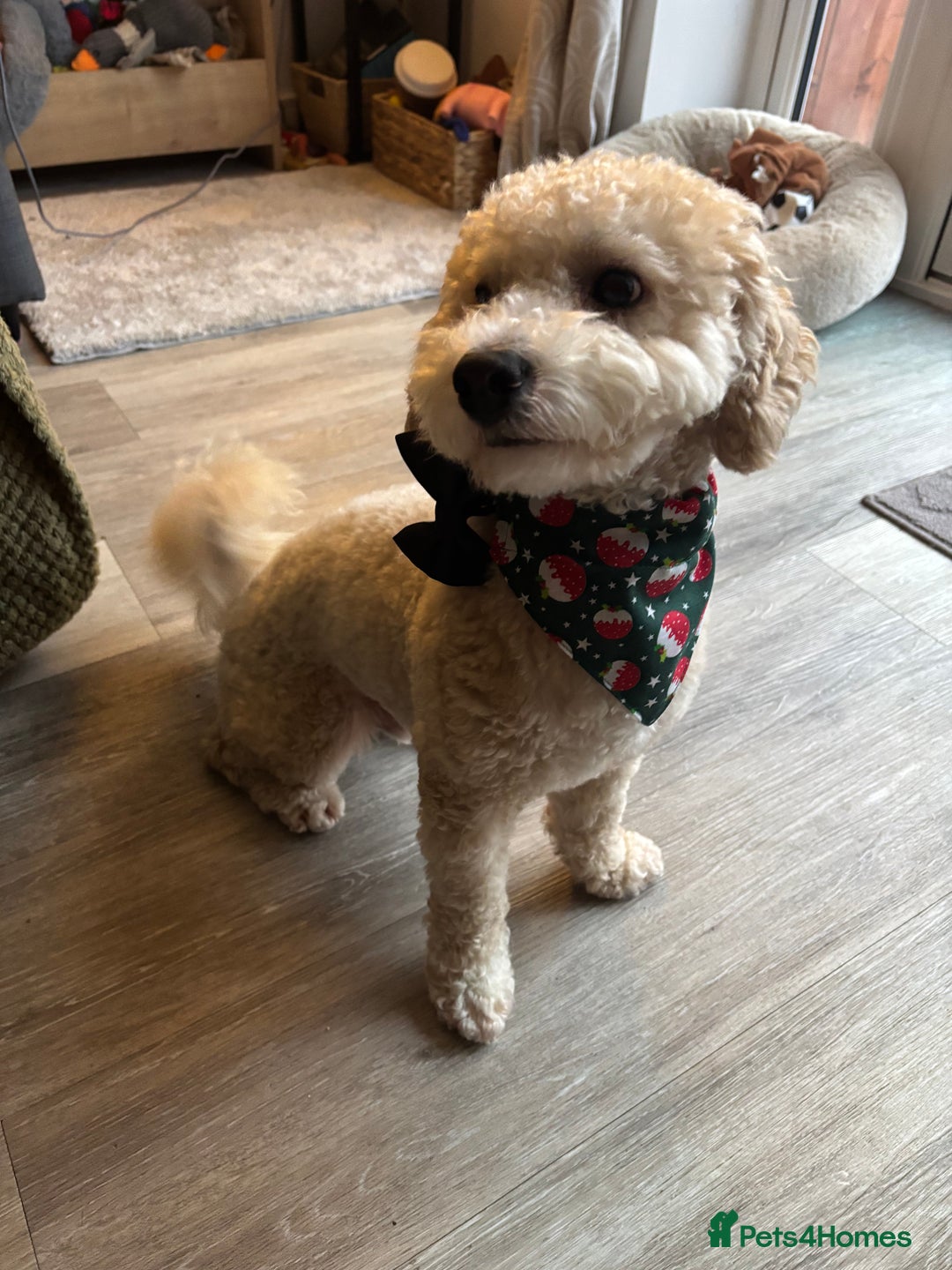 Poochon dogs for stud: Gorgeous Poochon Stud  - Advert 4