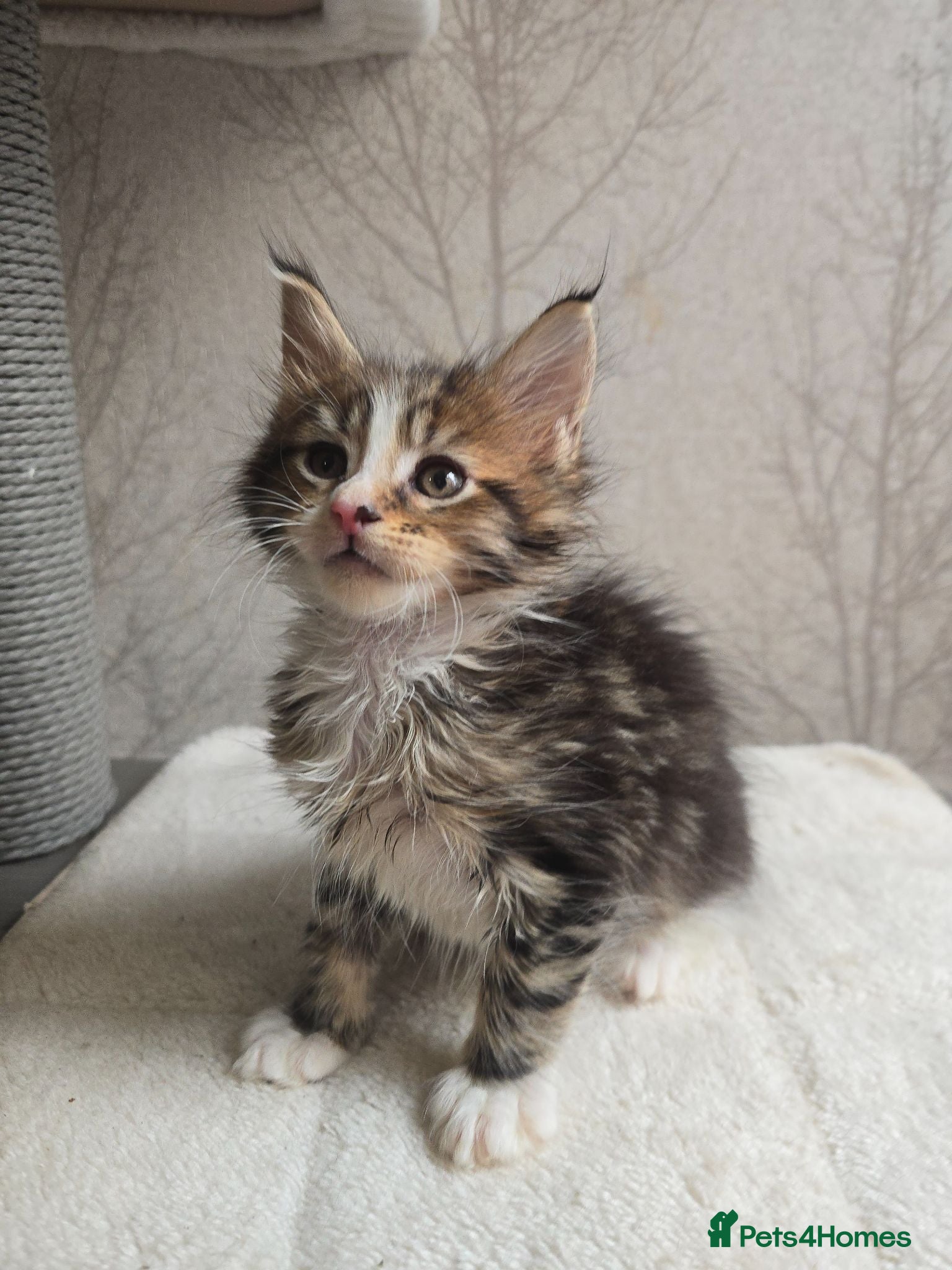 Maine Coon cats Beautiful Maine Coon Kittens  - Advert 1