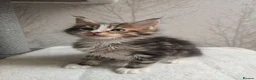 Maine Coon cats for sale: Beautiful Maine Coon Kittens Amazing Lines - Advert 1