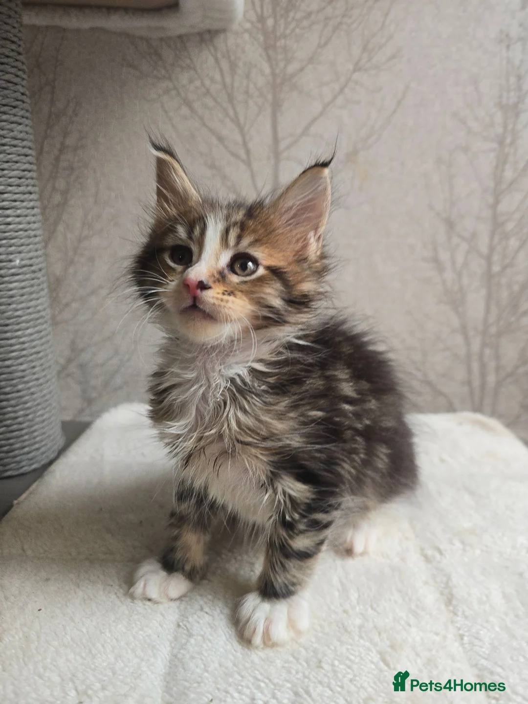 Maine Coon cats for sale: Beautiful Maine Coon Kittens Amazing Lines - Advert 1