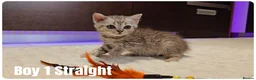 Scottish Fold cats for sale: 🐱 Scottish Fold & Scottish Straight Kittens - Advert 21