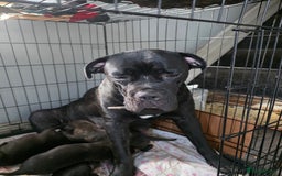 Mixed Breed dogs for sale: Cane corso x lurcher  - Image 3