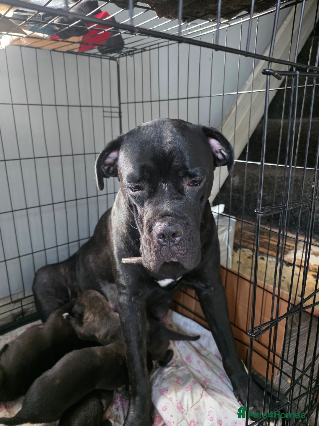 Mixed Breed dogs for sale: Cane corso x lurcher  - Image 3