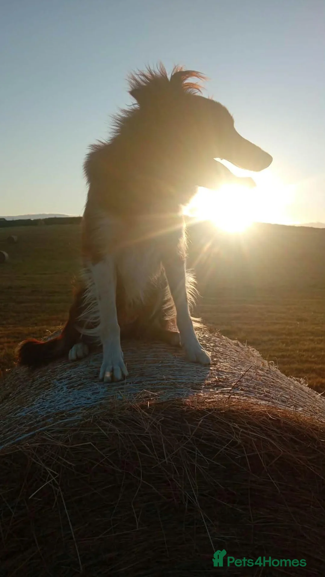 Border Collie dogs for sale: Mabel red and white bitch - Advert 2