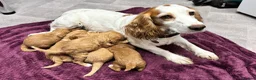 Cockapoo dogs for sale: Beautiful cockapoos in Axbridge - Advert 3