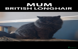 British Shorthair cats for sale: ✨ GCCF Registered British Shorthair Kittens ✨ - Image 10