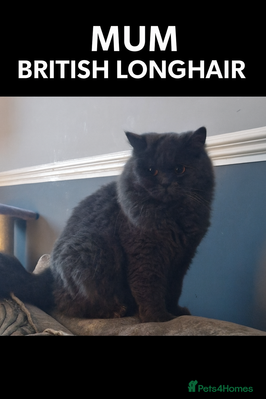 British Shorthair cats for sale: ✨ GCCF Registered British Shorthair Kittens ✨ - Image 10