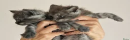 Maine Coon cats for sale: Outstanding pedigree mainecoons - Advert 5