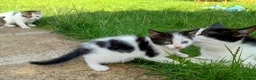 Mixed Breed cats for sale: Lovely playful kittens looking for a new home  - Advert 6